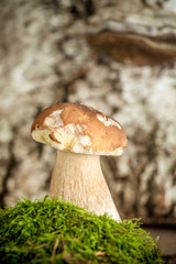 appetizing mushrooms in a forest in moss