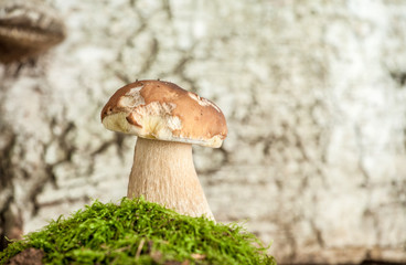appetizing mushrooms in a forest in moss