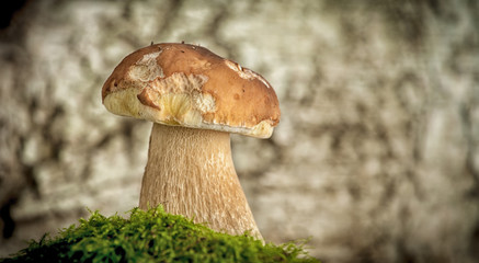 appetizing mushrooms in a forest in moss