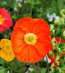 Flowers in Montreux park