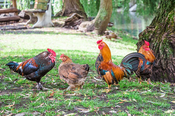 Roosters and chicken of dwarf breeds in the yard of the farm_