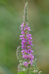 Salicaire commune (Lythrum salicaria)