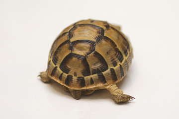 Baby turtle. little turtle. Head footed Tortoise. turtle isolated on white background