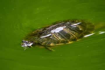 A turtle swimming in a green pond of water