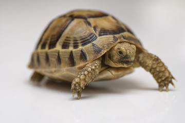Baby turtle. little turtle. Head footed Tortoise. turtle isolated on white background