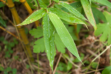 closeup of rain drops on bamboo leaves