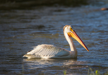 American White Pelican