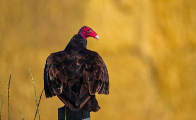 Turkey Vulture Ready To Fly