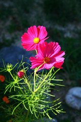fleurs de cosmos © Monique Pouzet
