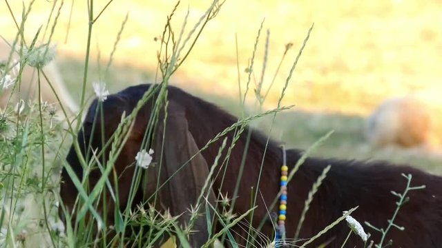 sheep grazing in the field hd video,