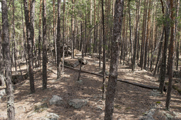 Pine forest, forest landscape