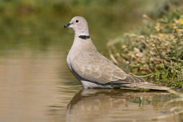 Collared Dove drinking in a lagoon in summer