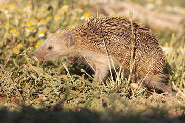 Hedgehog. Erinaceus europaeus