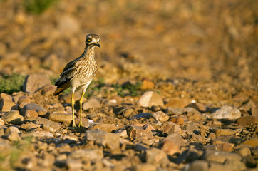 Stone-curlew. Burhinus oedicnemus