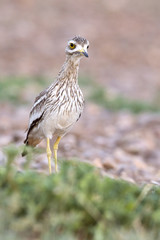 Stone-curlew. Burhinus oedicnemus