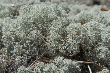 Beautiful thick moss