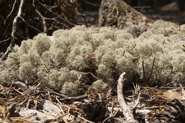 Beautiful thick moss