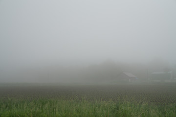 Fog