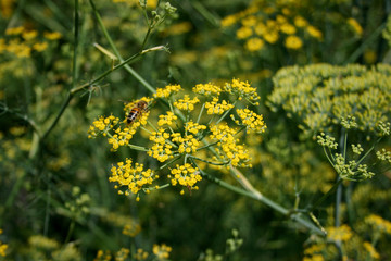 Fenchel mit Biene