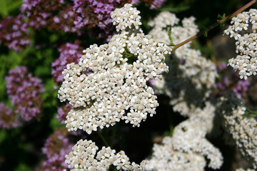 Schafgarbe - achillea millefolium - asteraceae - garwa