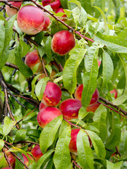Dojrzewające owoce brzoskwini w amatorskiej uprawie w deszczowym dniu
