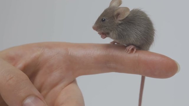 a young girl is holding a gray fluffy mouse