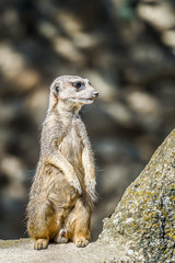 Fototapeta premium Suricate