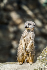 Suricate