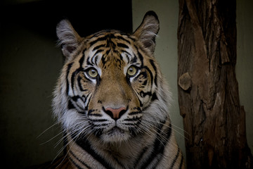 Sumatran Tiger, Panthera Tigris Sumatrae.