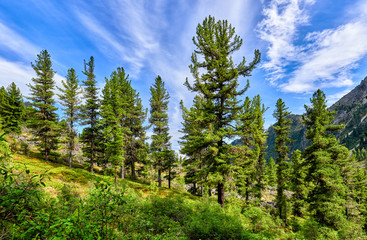 Beautiful Siberian pines on gentle slope