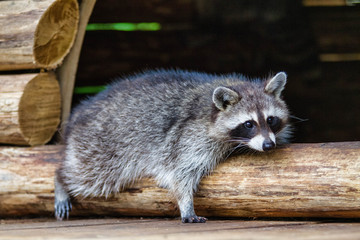 Raton laveur