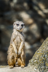 Fototapeta premium Suricate