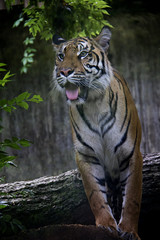 Sumatran Tiger, Panthera Tigris Sumatrae.
