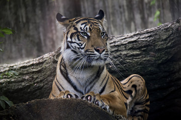 Sumatran Tiger, Panthera Tigris Sumatrae.