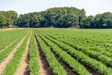 Fototapeta na wymiar Organically growing carrots in long rows