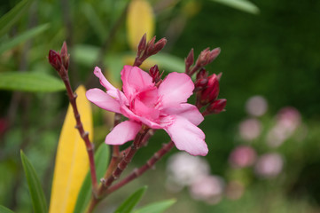 closeup of pink flower of oleander in a garden
