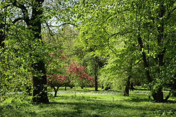 Bavarian countyside, beautiful spring view of  a park with lush vegetation, a meadow with white flowers and a flowering tree with pink blossoms