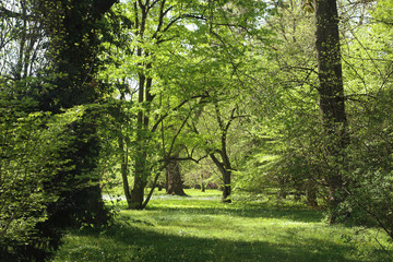 Bavarian countyside, beautiful spring view of  a park with lush vegetation, a meadow with white flowers and the shadow of big trees