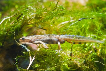 Common newt or smooth newt, Lissotriton vulgaris, male freshwater amphibian, caught near Southern Bug river, Ukraine, in biotope aquarium, closeup nature photo