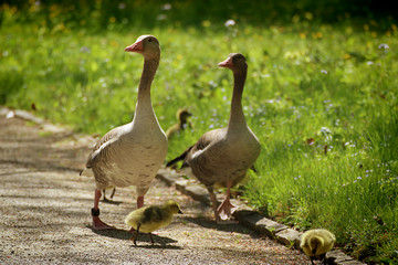 Bavarian countryside, couple of greylag geese walk with dickling in a park in springtime, soft focus