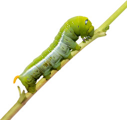Oleander Hawk Moth Caterpillar (Daphnis nerii, Sphingidae), climb at plant, isolated on white background.