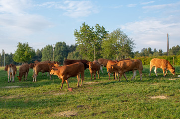 Naklejka na ściany i meble Cattle Limousin cows