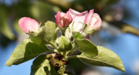 Obraz na płótnie Canvas Close up of Spring blossoms and buds on an apple tree