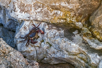 a small crab on rocks