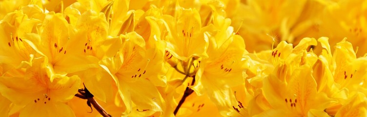 Fototapeta na wymiar Close up of beautiful yellow Rhododendron blossoms