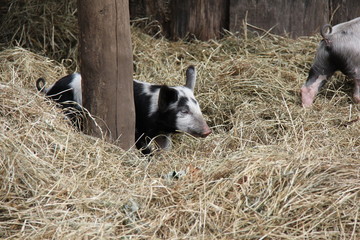 Piglet hidden in hay.