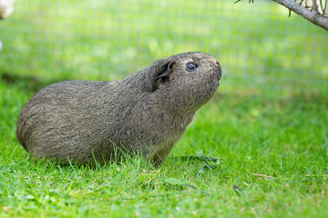 Glatthaar Meerschweinchen