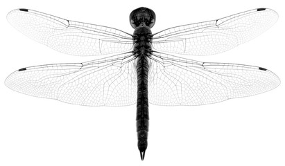 libellule en noir et blanc, fond blanc