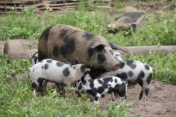 Pig with piglets.