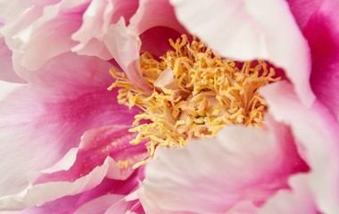 Close up of a beautiful pink peony blossom